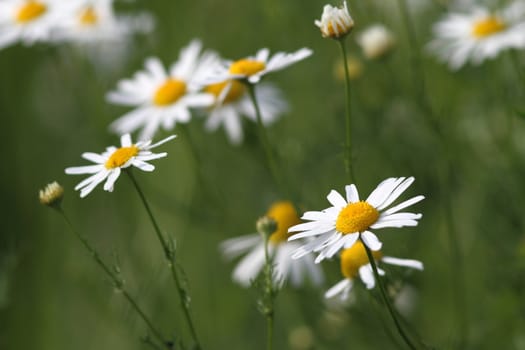 wild summer  flowers ( daisies ) growing in the green field