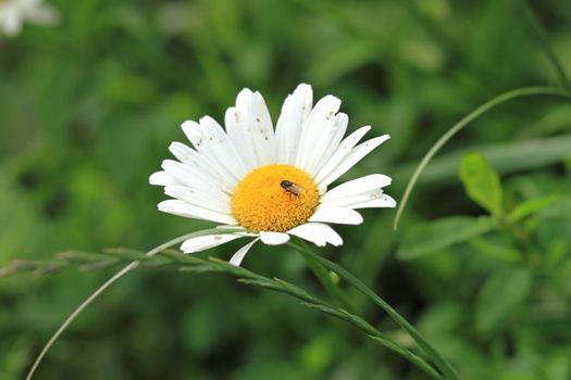 closeup of wild daisy flower with a fly on it