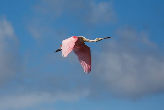 The Roseate Spoonbill is a beautiful, colorful bird capped with a comical head and spatulate bill. They feed by sweeping their spoonbill side to side in the water. They are a graceful bird in flight and entertaining on the ground.