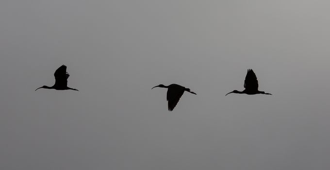 Three White Ibis flying across a gray sky. The Sun was bright behind the clouds resulting in this natural silhouette.