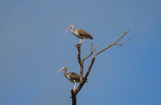 These two juvenile White Ibis are perched on a dead tree placidly surveying the marsh landscape. 