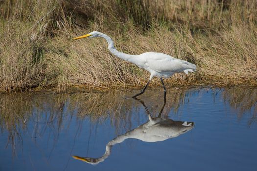 This image was taken at the Merritt Island National Wildlife Reserve, Florida. This Great Egret is totally focused as it stalks a meal. The Reserve consists of 140,000 acres and provides a wide variety of habitats: coastal dunes, saltwater estuaries and marshes, freshwater impoundments, scrub, pine flatwoods, and hardwood hammocks.