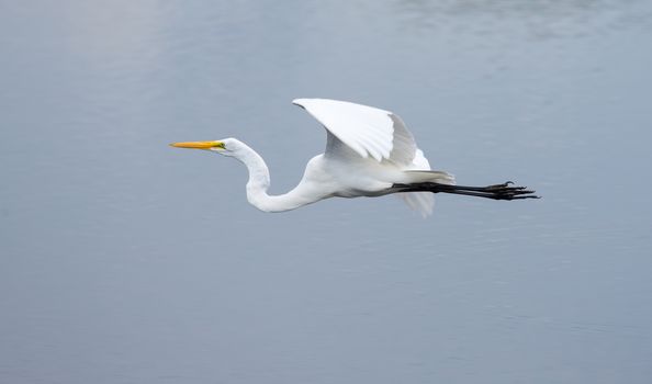 This Great Egret just took-off and is flying over water.