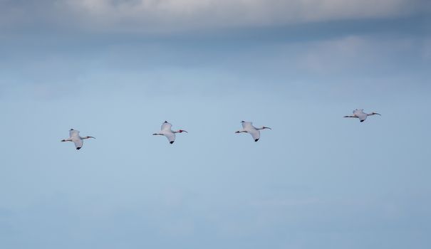 These White Ibis have flying in formation down pat. Maybe they will start showing up at airshows.