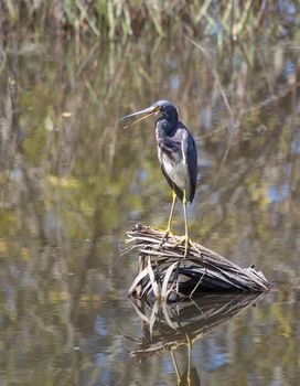 This Tri-colored Heron looks like he is giving a speech to fellow critters at the Merritt Island National Wildlife Reserve.