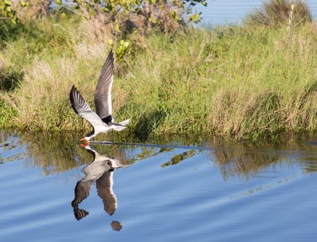 Black Skimmers are amazing to watch as they hunt for food. They actually skim the surface with their narrow lower beak slicing through the water. To aid in this method of food gathering their lower beak is actually noticeably longer than the upper. 