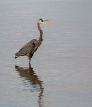 Great Blue Heron squawking up a storm.