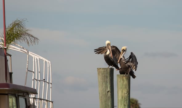 Three brown pelicans are resting on posts at the local marina. The one is probably just stretching or drying it's wings, but they sure look friendly to me! I find pelicans to be so comical looking. They just bring a smile to my face by being there. These guys look like long-time buddies simply enjoying being together.