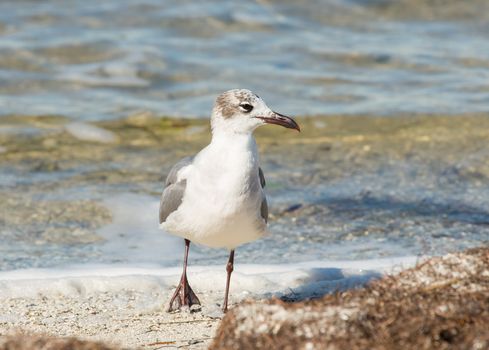 By the set of his eye and the jaunty angle of his walk, this Laughing Gull seems to be cool, dashing, and ready to enjoy an evening at the beach.