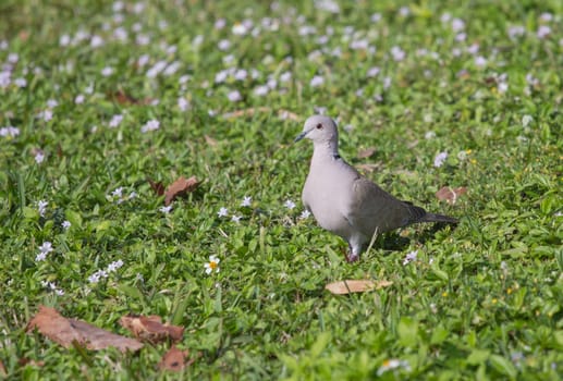 This Eurasian Collared Dove seems to be enjoying the l.ittle flowers dotting the park greenery.