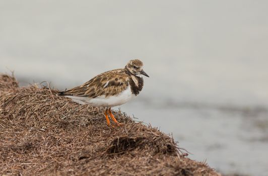 The Ruddy Turnstone is a pretty little shorebird that walks up and down the coastal area looking for food. It's identification is aided by the brown necklace on the breast.