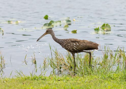 The Limpkin is found mostly in wetlands in warm parts of the Americas, from Florida to northern Argentina. It feeds on mollusks, with the diet dominated by apple snails. Its name derives from its seeming limp when it walks.