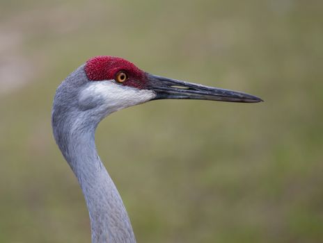 The Sandhill Crane is a year-round Florida resident. They are found in open fields or meadows. This one was tearing up the grass at our local park looking for insects.