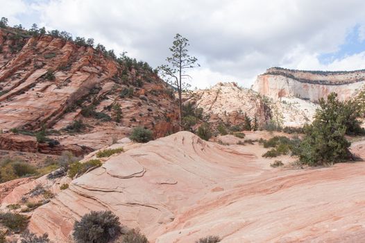 Unusual scenes of landscape and geology are the usual finds here at Zion National Park.