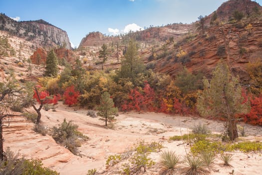 Zion National Park, located in Utah, is an intensely beautiful 229 square mile place featuring high plateaus and a deep narrow canyon. This image was taken during the Fall in the high plateau area. The spectacular geology adorned with Fall colors was simply overwhelming.