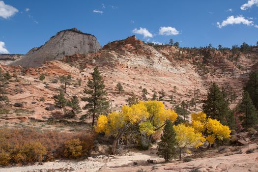 This was taken during the Fall in the upper plateau area of Zion National Park. During this time the Fall colors compete with the beauty of the colorfully etched sandstone resulting in a magnificent, ever-changing masterpiece of art. 