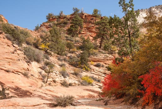 Zion National Park, located in Utah, is an intensely beautiful 229 square mile place featuring high plateaus and a deep narrow canyon. This image was taken during the Fall in the high plateau area. The spectacular geology adorned with Fall colors was simply overwhelming.