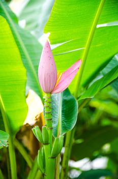 Flowering banana, Musa ornata Roxb.