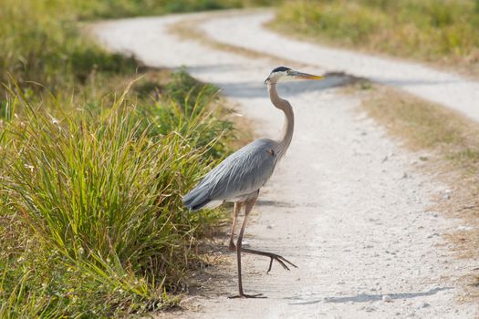This Great Blue Heron is taking it easy while walking across a dirt road at the Merritt Island National Wildlife Reserve.