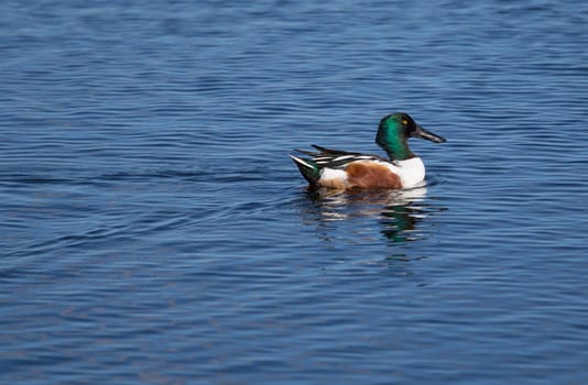 This Northern Shoveler male is decked out in his bright colors. The yellow eye contrasts distinctly with his green and black head.