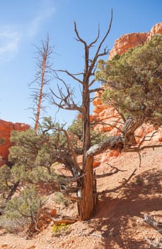 Red Canyon, Utah is a fascinating place to visit. The place seems inhospitable to live, but greenery, of sorts, is everywhere. This tree is an example of life finding a way.