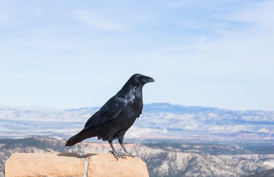 This Raven is apparently enjoying the view at Bryce Canyon National Park, Utah. Raven's are often found in mountainous areas. In this case we were at the Ponderosa Point lookout, 8904 feet in elevation!