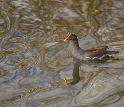 This Moorhen, also known as the Common Gallinule, is swimming in colorful wetlands water.