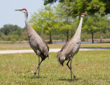 Two Sandhill Cranes pose at a local park.