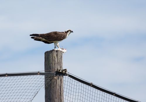 This Osprey is having a fine meal atop on of the posts of a baseball field at the local park.