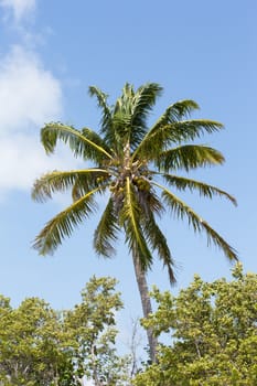 The coconut is widespread throughout the tropics, typically being found along sandy shorelines. This tree has been spread largely by man, but also by natural means. The fruit can float for long distances and still germinate to form new trees after being washed ashore.