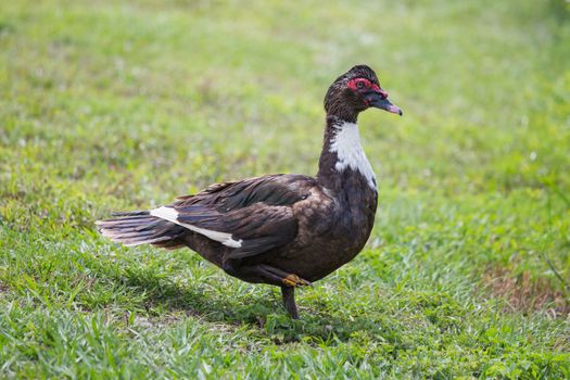 The Muscovy Duck comes from South America, Mexico, and the extreme tip of Texas. It has been introduced throughout the U.S. by agencies, businesses, and individuals who bought it for an ornamental pet for ponds and fountains. In Florida it is now considered an invasive species and can be found throughout the state.