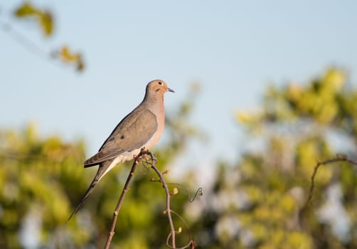 This Mourning Dove is sitting on the apex of an interesting vine appearing to be gazing into the sky.