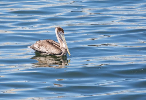 This pelican is resting after a hard day of hunting for fish.