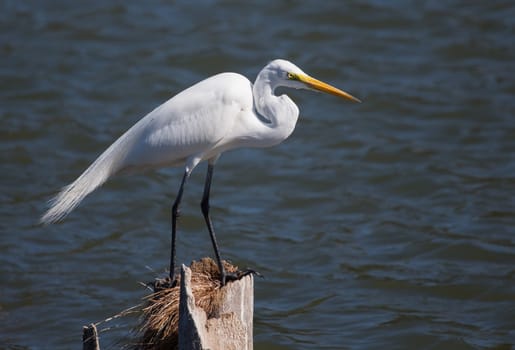 The Great Egret is watching and waiting for food to swim close.