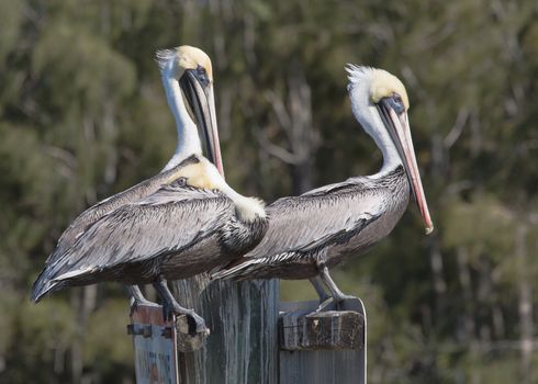 Three Brown Pelicans are taking a break at the local boat ramp.