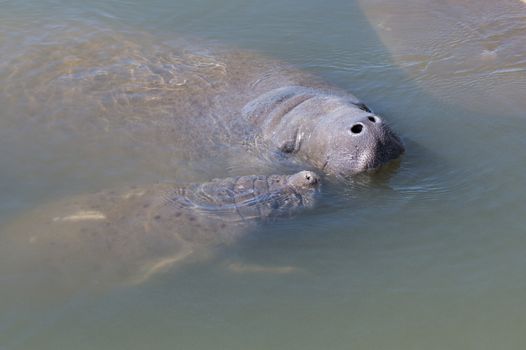 Several Manatee had gathered by a local boat ramp in Florida