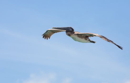 Brown Pelicans are abundant in the Keys. One can spend hours watching them dive-bomb into the water trying to catch a fish.