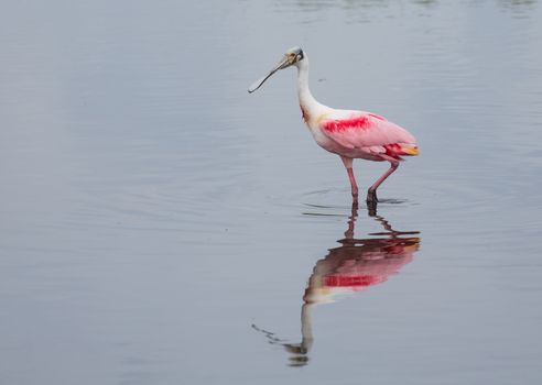 The Roseate Spoonbill is wading through wetlands in Florida.