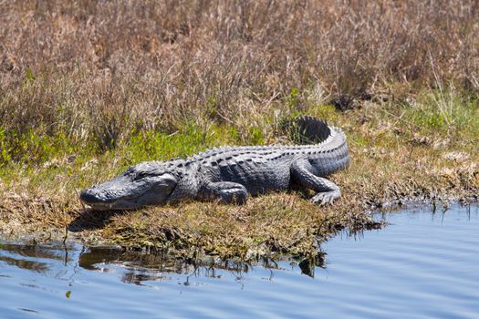 An American Alligator lying along the bank of a marsh looking rather smug.