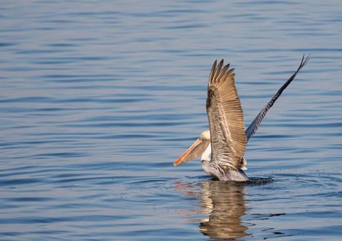 Brown Pelicans spend hours each day hunting for fish. It is an endless sequence of take off, diving into the water and taking off again.