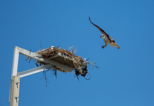 This Osprey is coming back to the nest to check on its mate.