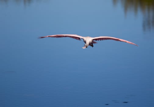 This Roseate Spoonbill is flying across marshy waters.