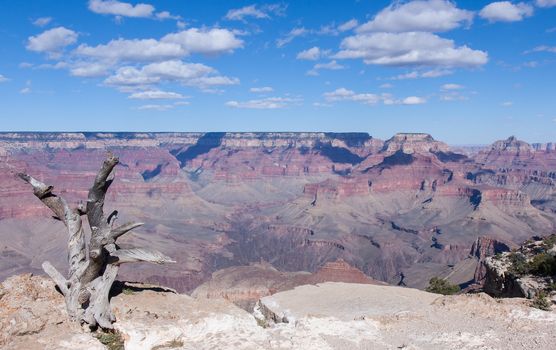 The dead tree sits at the edge of the ever evolving Grand Canyon.