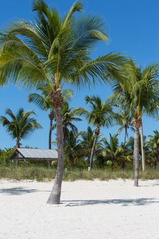 This image shows beautiful palms and white sand beach on the East side of Key West.