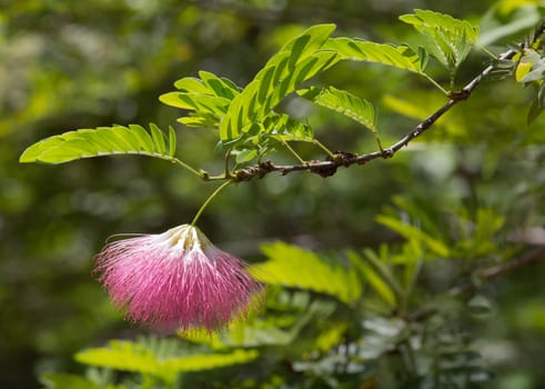 This Pink Powderpuff tree is showing its spring colors. The scientific name is Calliandra surinamensis.