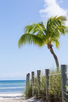 This image shows a beautiful palm, white sand beach and path leading to the waters on the East side of Key West.