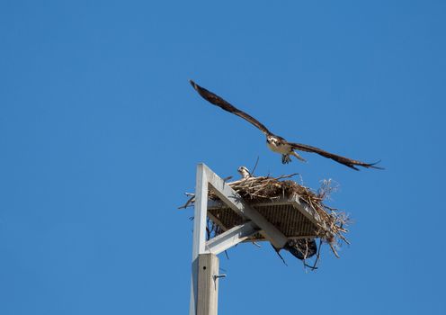 This Osprey is off to hunt for food leaving its mate in the nest.