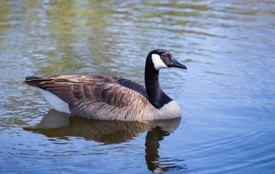 This Canada Goose has adopted a pond at a local suburb in Florida as it's home.