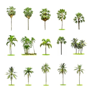 Set of palm and coconut trees on white background