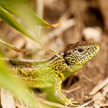 green and brown lizard macro closeup in nature outdoor summertime animal